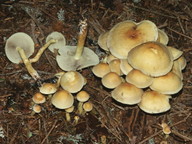 Hypholoma fasciculare