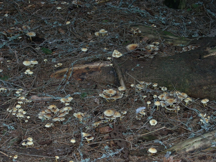 Hypholoma fasciculare