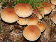 Hypholoma lateritium