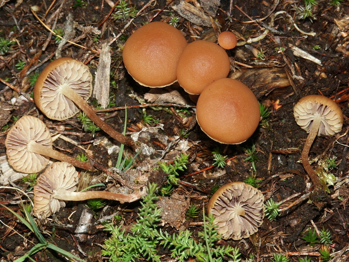 Hypholoma udum