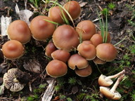 Hypholoma udum