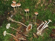 Hypholoma polytrichi