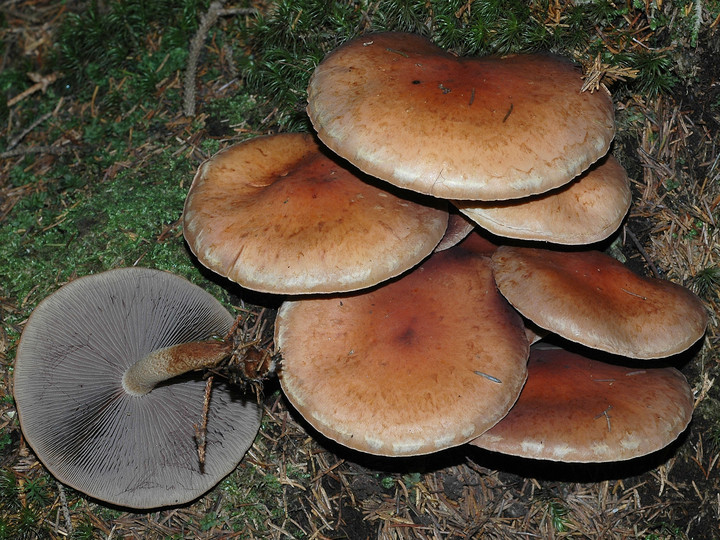 Hypholoma lateritium