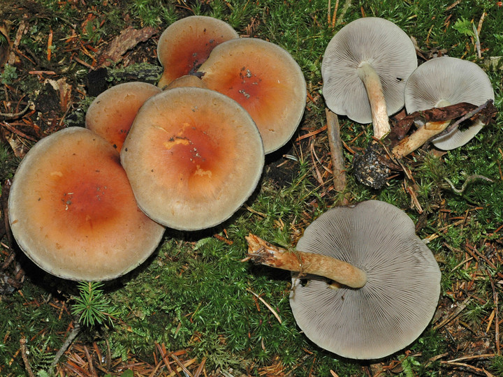 Hypholoma lateritium