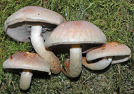 Hypholoma lateritium