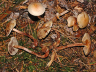 Hypholoma radicosum