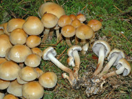 Hypholoma capnoides