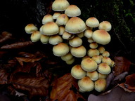 Hypholoma fasciculare