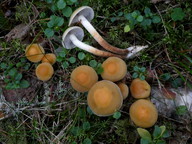 Hypholoma capnoides