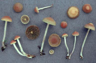 Hypholoma ericaeoides