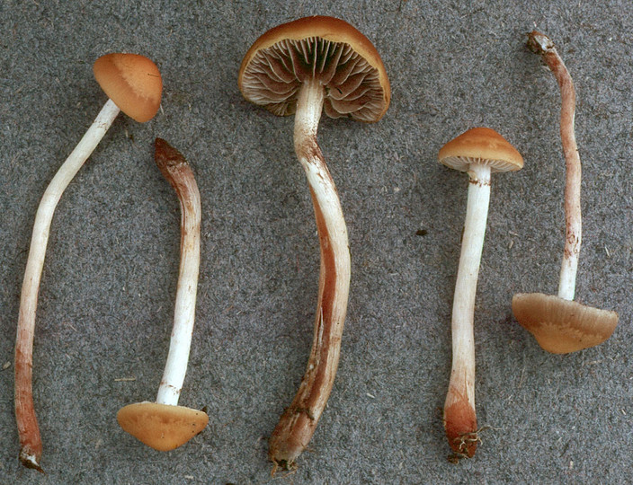 Hypholoma subericaeum