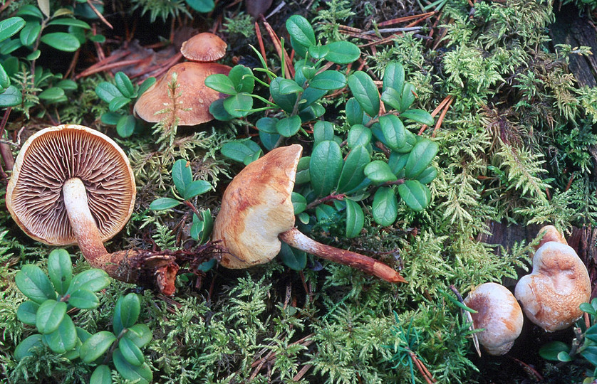 Hypholoma radicosum