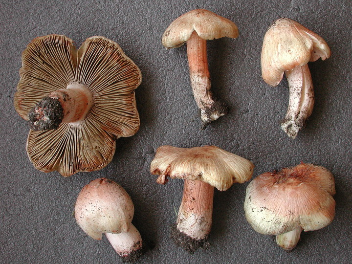 Inocybe erubescens