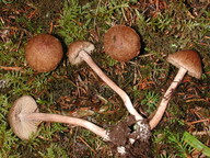 Inocybe cervicolor