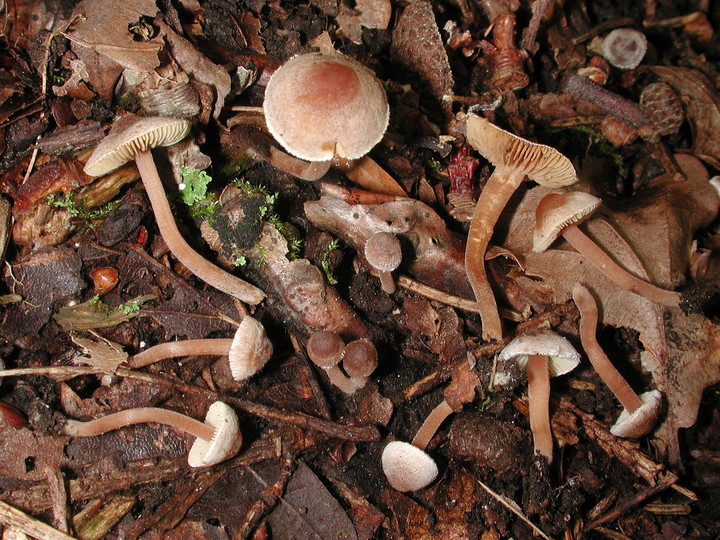 Inocybe petiginosa