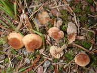 Inocybe jacobi