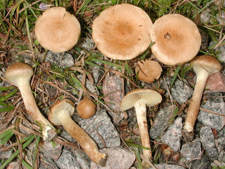 Inocybe agardhii