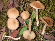 Inocybe ochroalba