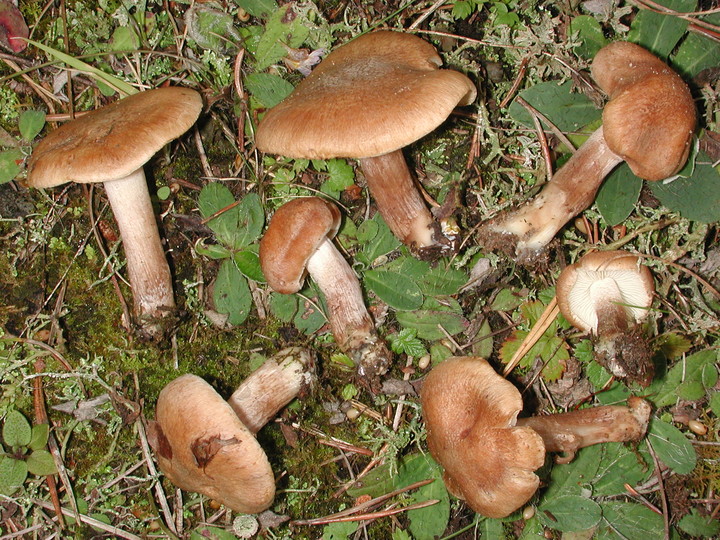 Inocybe melanopus