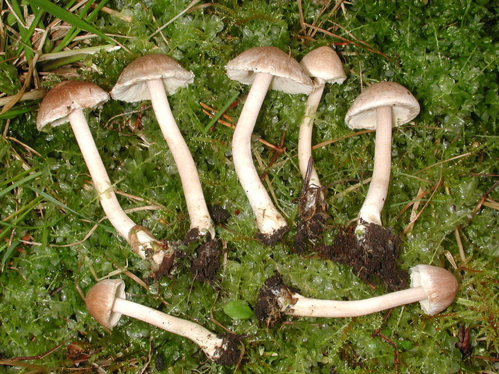 Inocybe sindonia