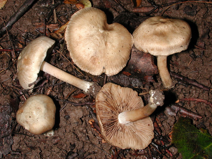 Inocybe corydalina