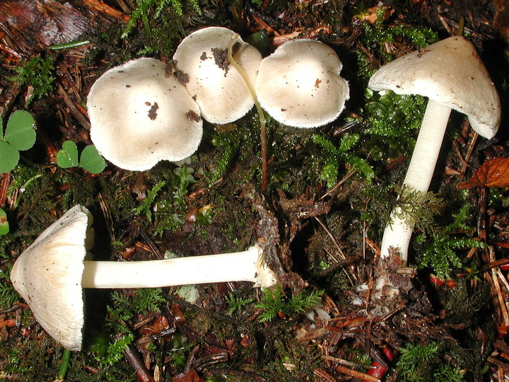 Inocybe umbratica