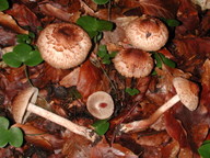 Inocybe bongardii