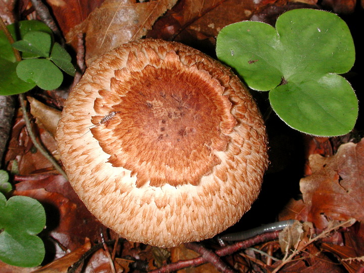 Inocybe bongardii