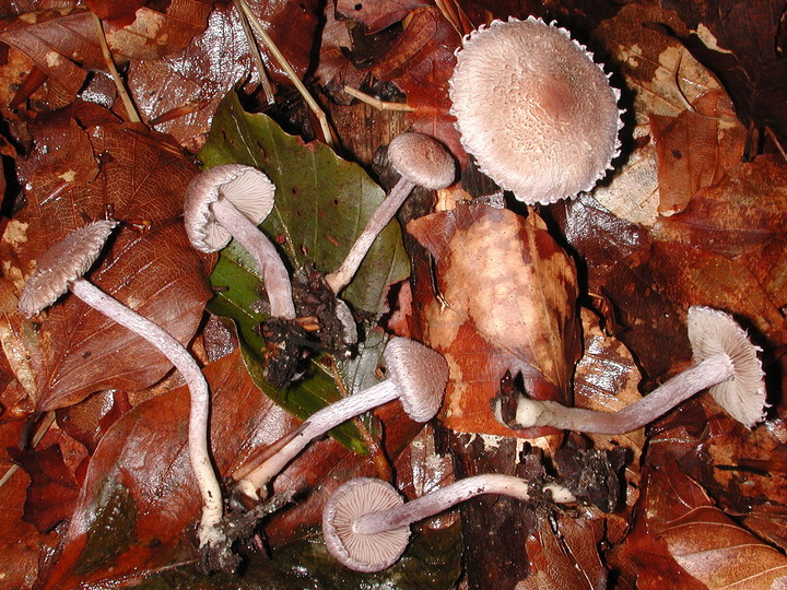 Inocybe griseolilacina