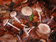 Inocybe griseolilacina