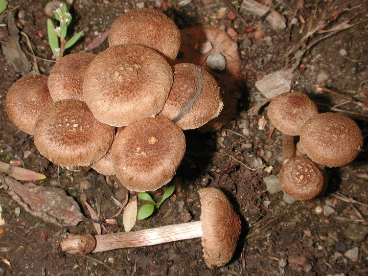 Inocybe lacera