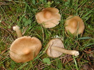 Inocybe cookei