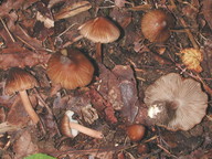 Inocybe asterospora