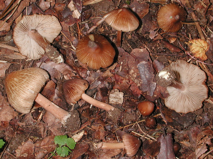 Inocybe asterospora