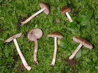 Inocybe pusio