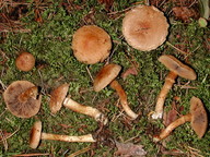 Inocybe terrigena