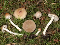 Inocybe posterula