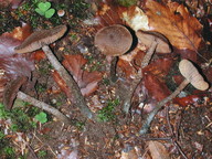 Inocybe calamistrata