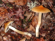 Inocybe aurea