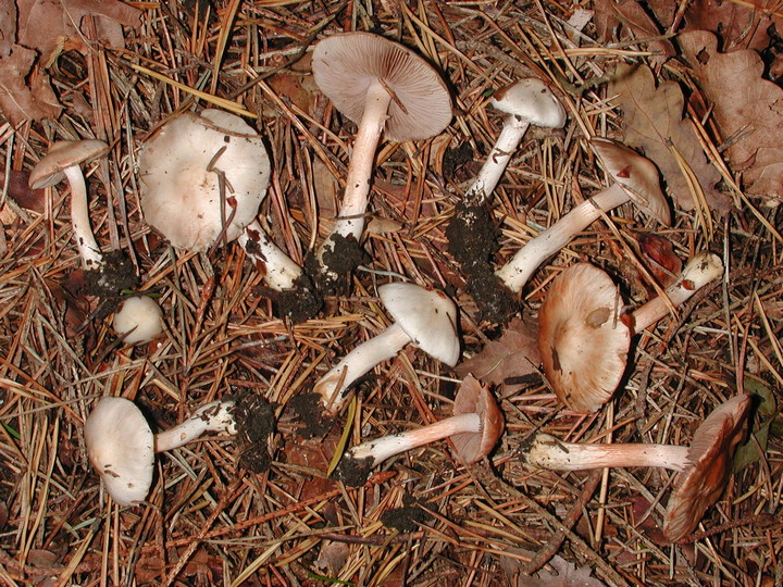 Inocybe whitei