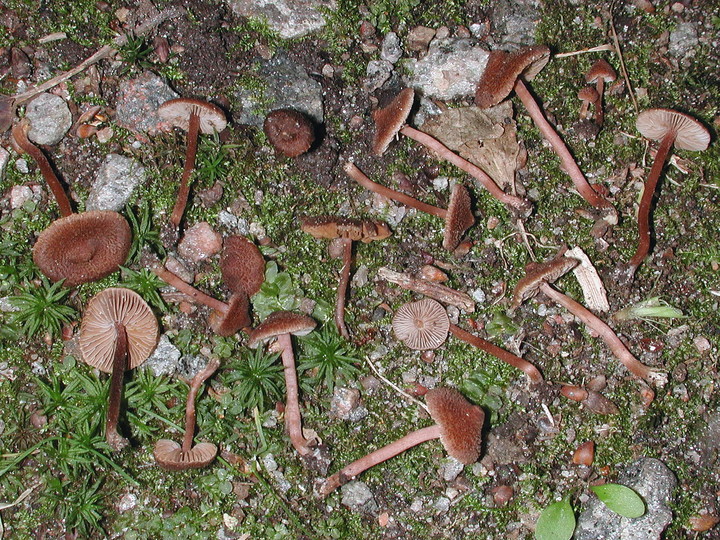 Inocybe calospora