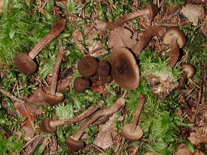 Inocybe relicina