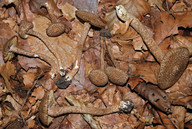 Inocybe hystrix