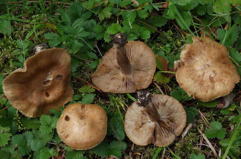 Inocybe melanopus