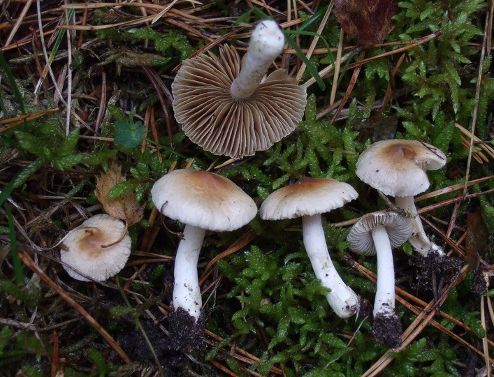 Inocybe posterula