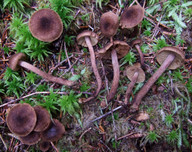 Inocybe relicina