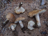 Inocybe melanopus