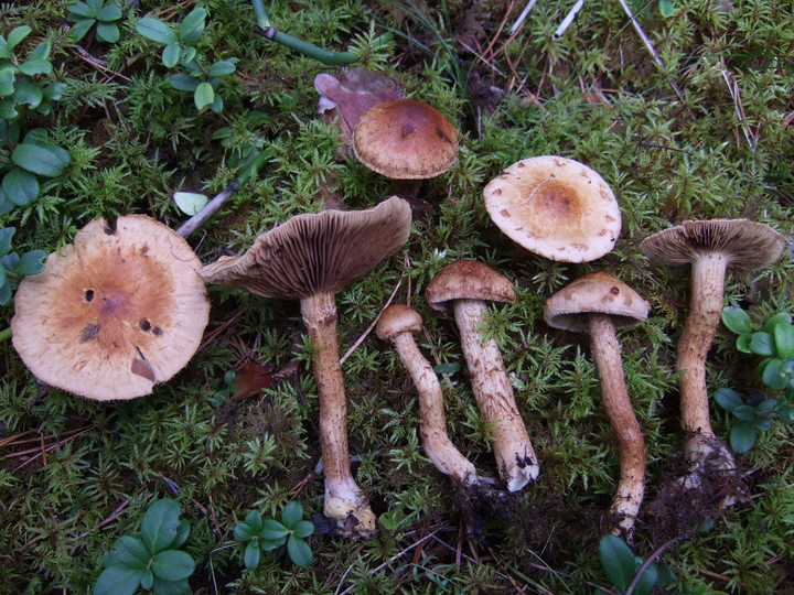 Inocybe leucoblema