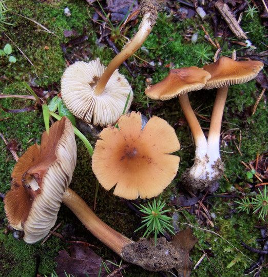 Inocybe flavella