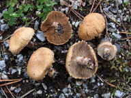 Inocybe melanopus